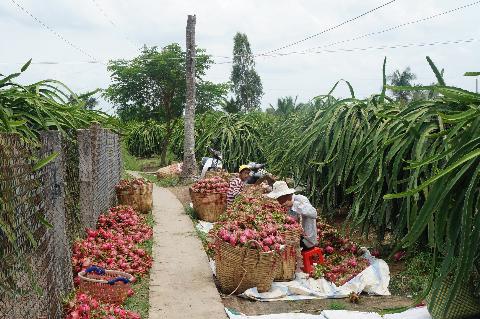 DomTrangThanhLong