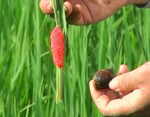 2014_06_23_ocbuouvanghailua