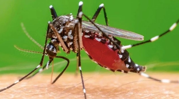 Muỗi đốt truyền bệnh Chikungunya lưu hành tại nhiều địa phương