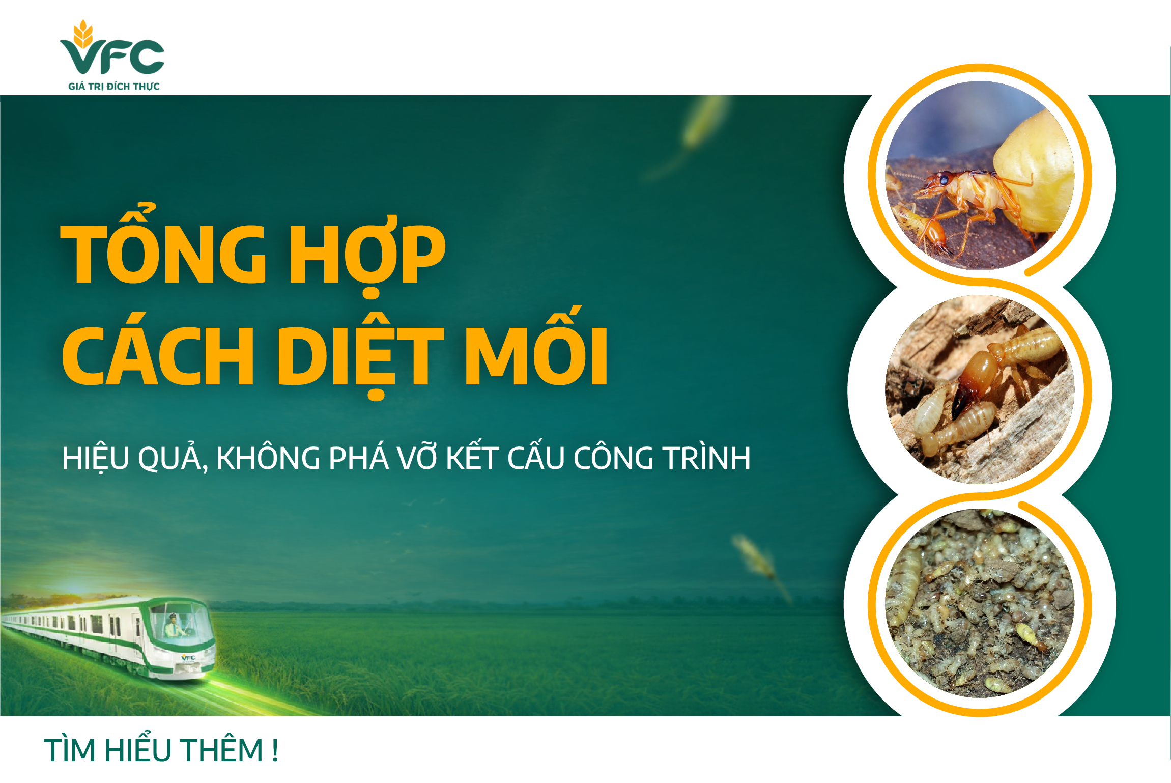 Tổng hợp cách diệt mối hiệu quả, không phá vỡ kết cấu công trình
