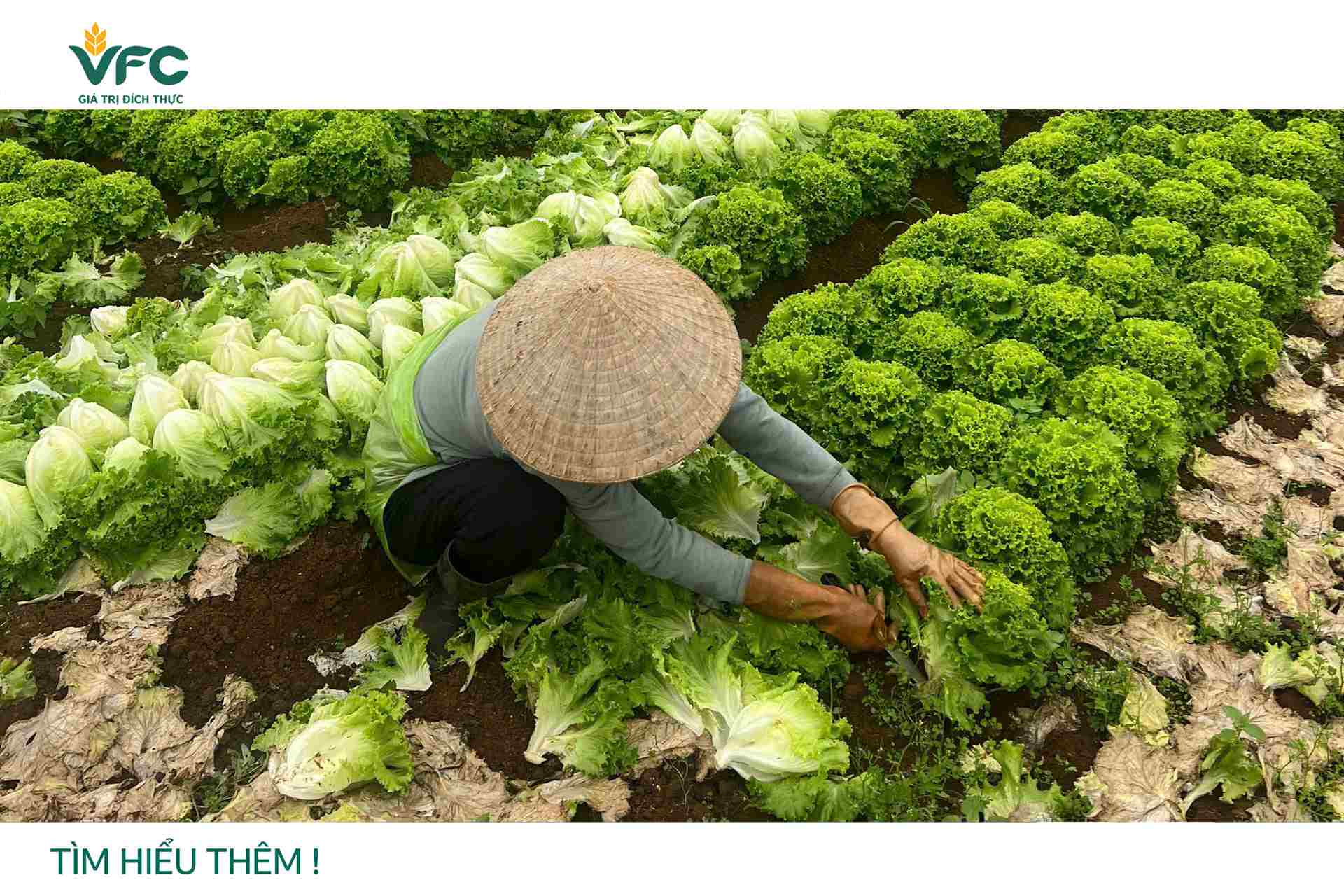 [Kỳ 11] Lắng nghe cây rau, hoa trước thời điểm giao mùa