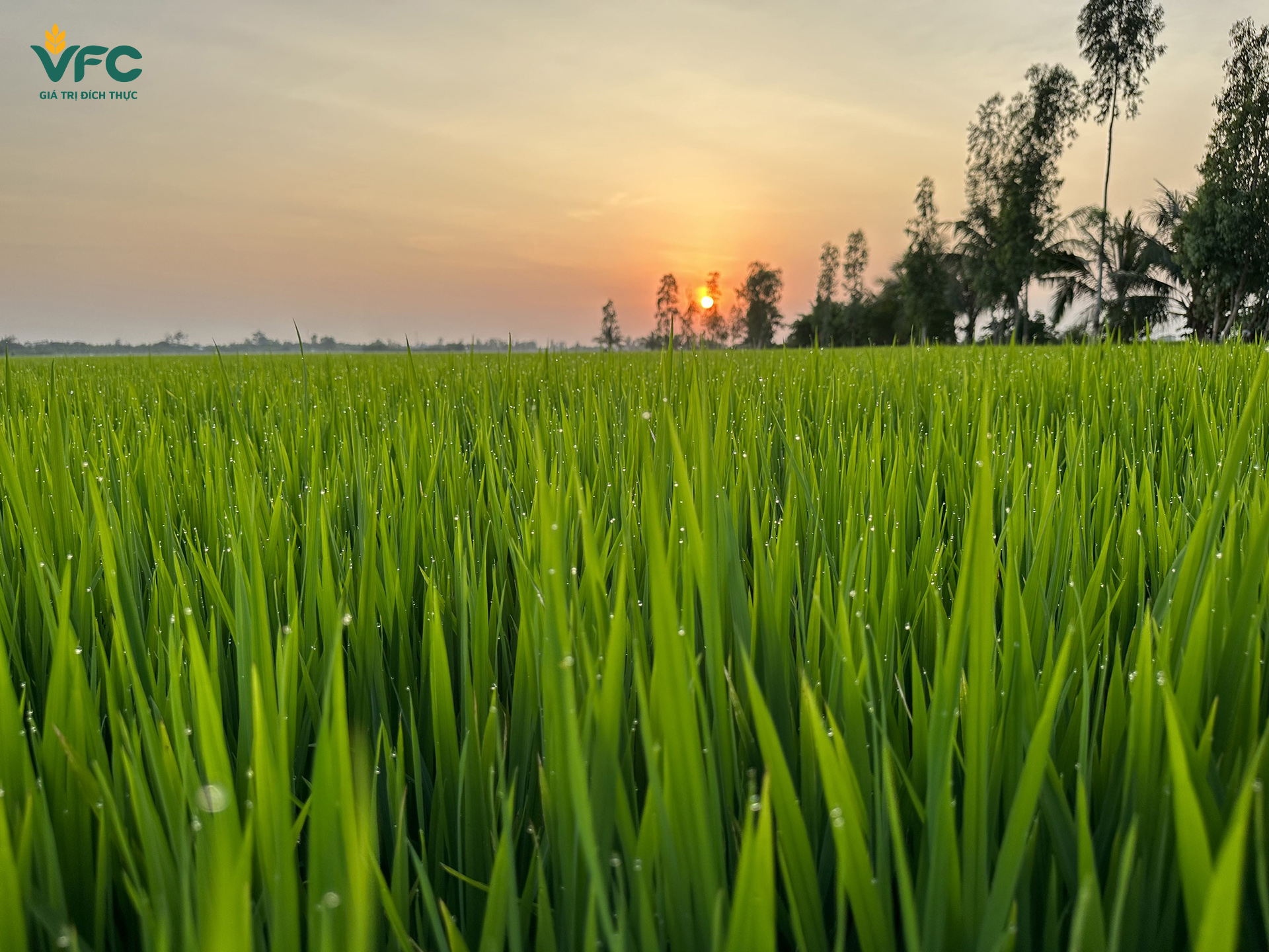 Stress lạnh trên cây lúa - Những tín hiệu sinh lý thầm lặng