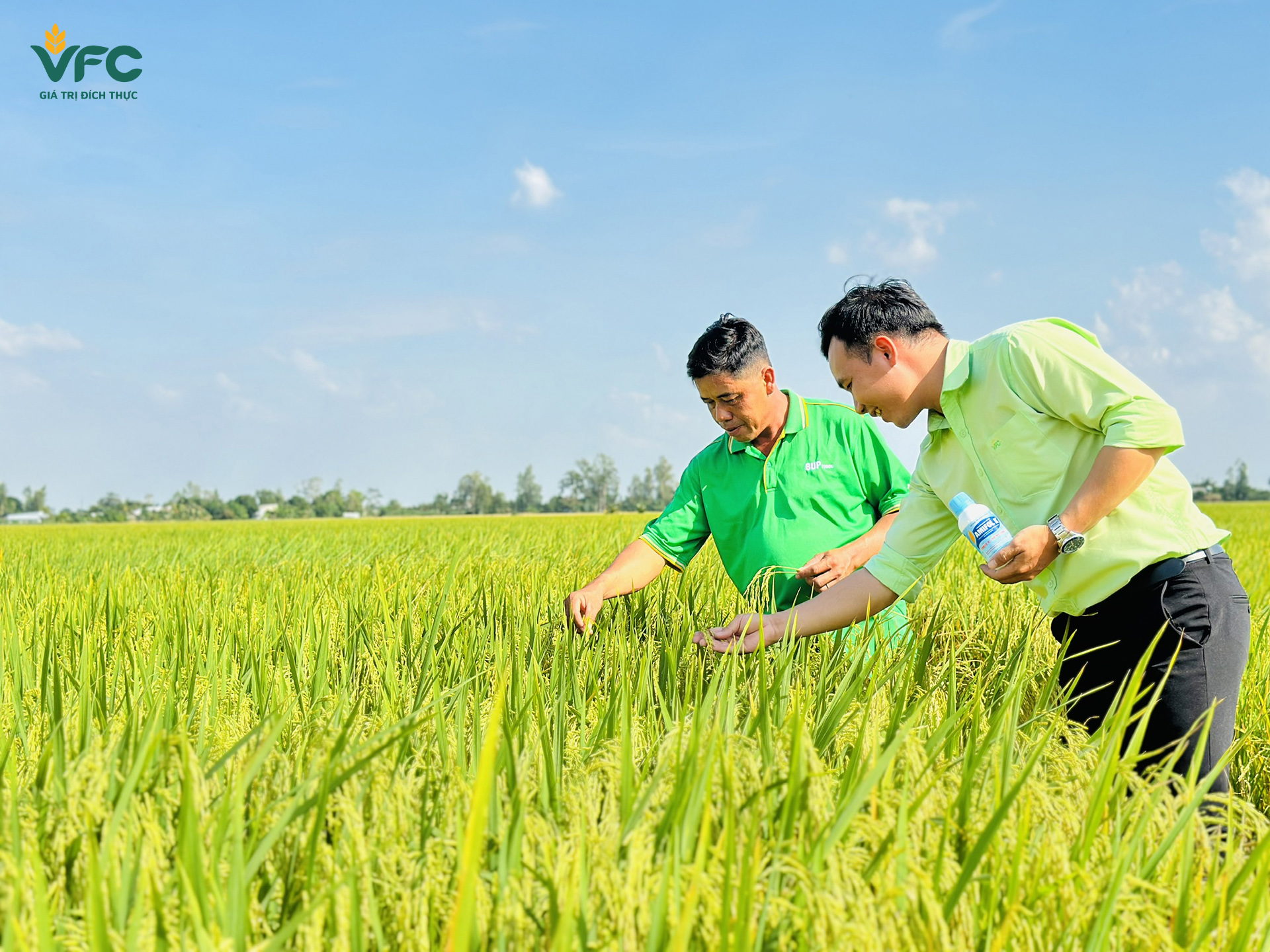 Nhờ đâu cây lúa khỏe?